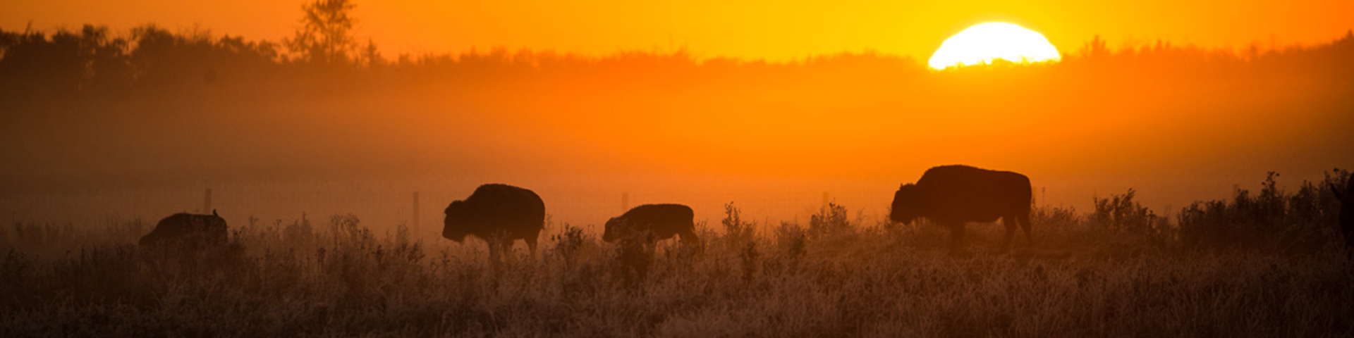 Four bison stand in a misty orange sunrise in the grasslands of Elk Island National Park.