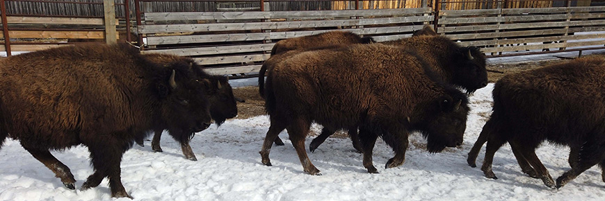Wood bison 