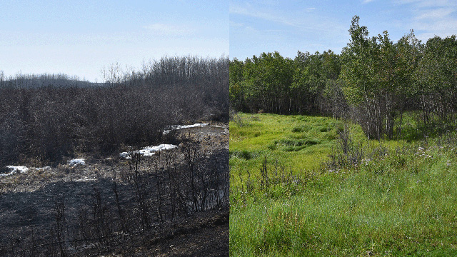 A landscape before and after a prescribed fire: the left shows the blackened area immediately following fire and the right depicts the lush grass just weeks after.