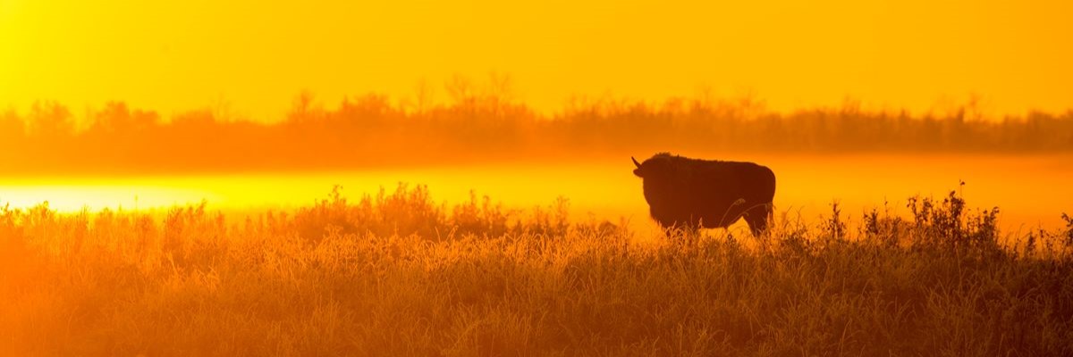 Un bison debout dans un champ herbeux au lever du soleil.