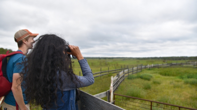 A man and woman stand on a fenced walkway, scanning the open landscape of the bison handling enclosure ahead.