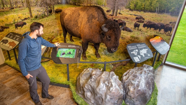 Man interacting with an educational display about bison beside a life-sized bison model in an exhibit at the Visitor Information Centre.