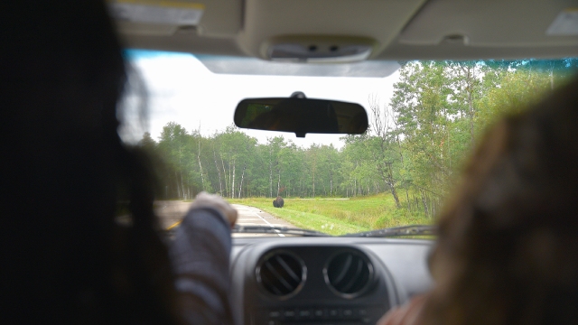View from inside a car showing a person pointing at a bison crossing the Elk Island Parkway road surrounded by trees.
