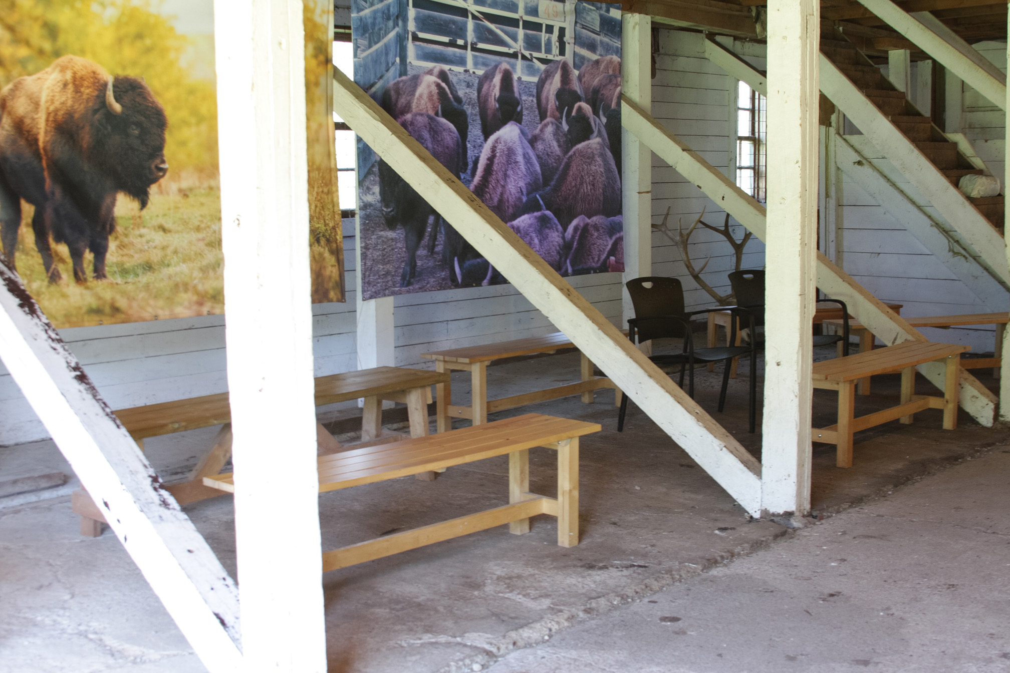 Huit bancs en bois et deux chaises simples sur une surface pavée à l’intérieur de la grange historique. Des photos de bisons sont accrochées en arrière-plan.