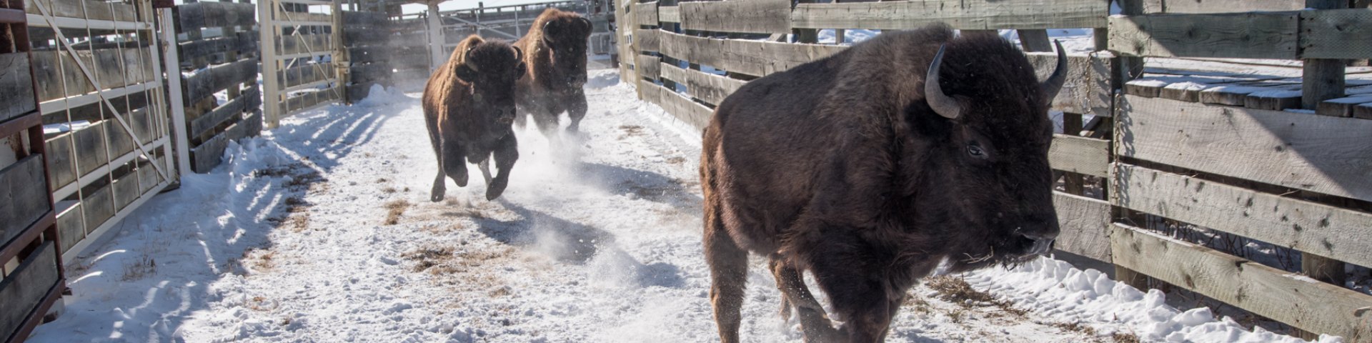 Trois bisons qui courent dans un enclos en hiver.
