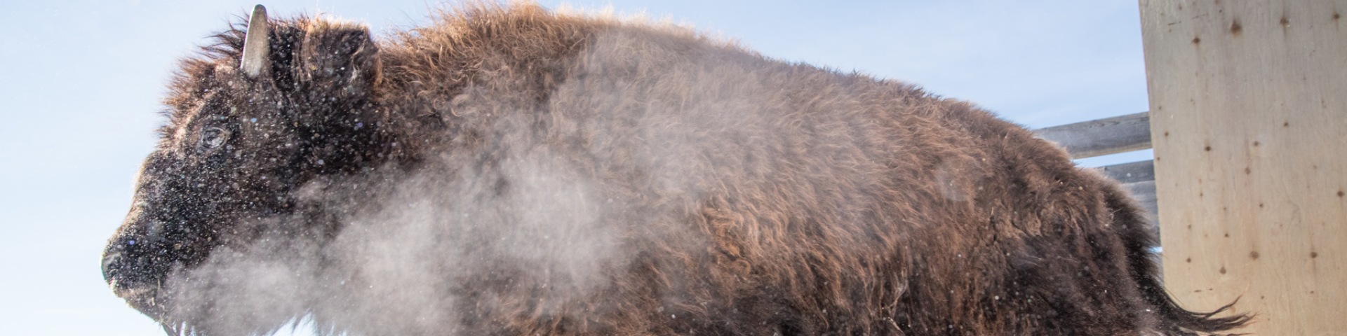 A bison letting out a huff of breath in the winter.