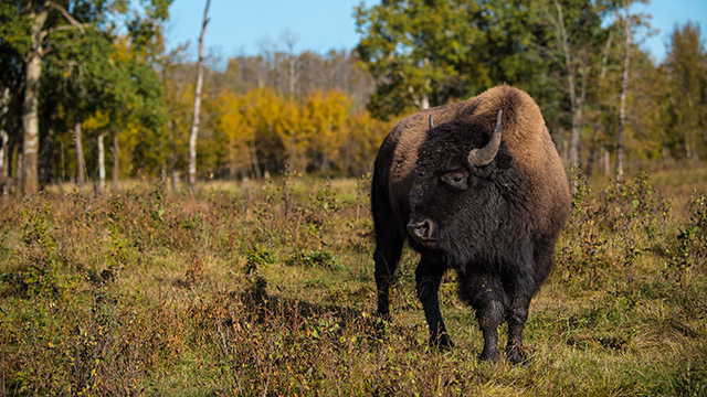 Un jeune bison mâle se tient seul dans une prairie.