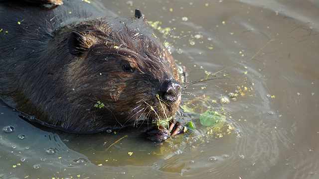 A beaver chews on vegetation. 