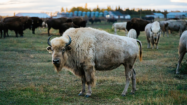 Bison blanc debout dans un troupeau à Metis Crossing.