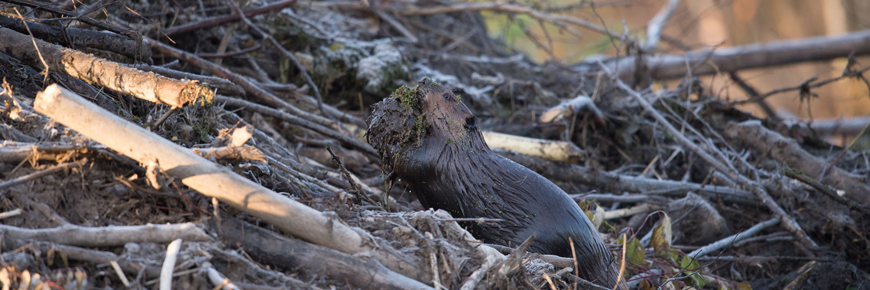 Un castor dispose de la boue sur son barrage.