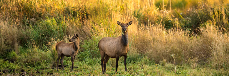 Un wapiti femelle et son veau se tiennent dans une clairière herbeuse.