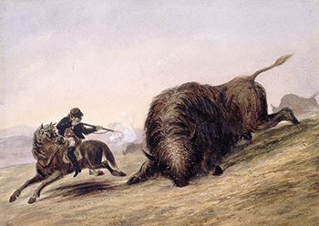 Bison hunt in the Western Prairies
