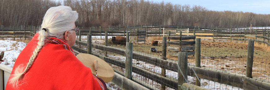 Une aînée métis offre une prière sur son tambour pour le bison dans l’enclos au parc national Banff en janvier 2017