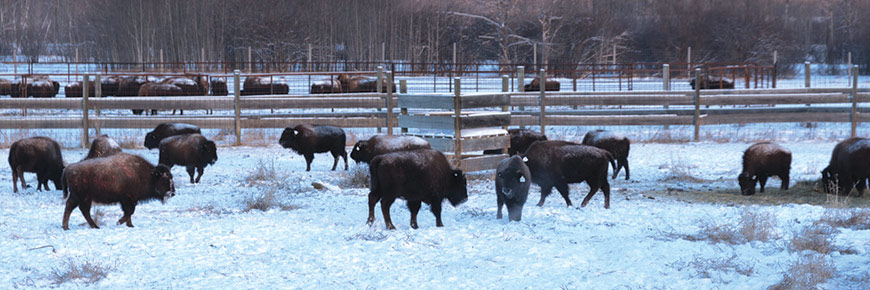 Bison du des plaines avant de se diriger vers leur destination finale 