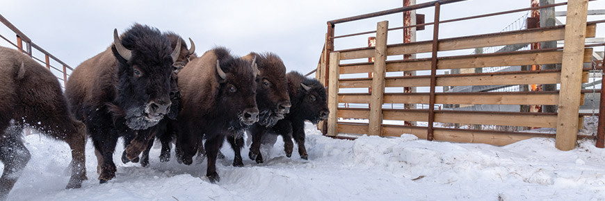 Des bisons des bois courent dans l’installation de rassemblement pour être inspectés avant d’être transférés à l’extérieur du parc.