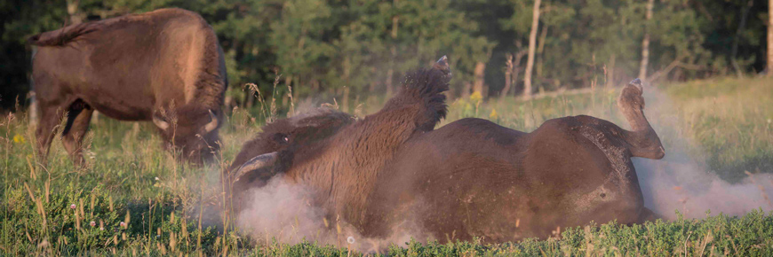 Un bison des plaines mâle fait revoler la poussière alors qu’il se roule sur le sol.