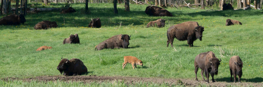 A herd of plains bison rests in a grassy meadow 