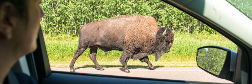 A visitor observes a bull bison walking along the parkway from the safety of their car. 