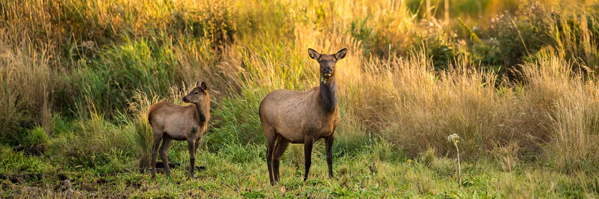 Two of the elusive elk of Elk Island National Park. 