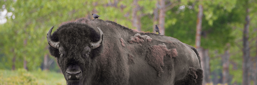 Brown headed cow birds stand on the back of a bull bison. 
