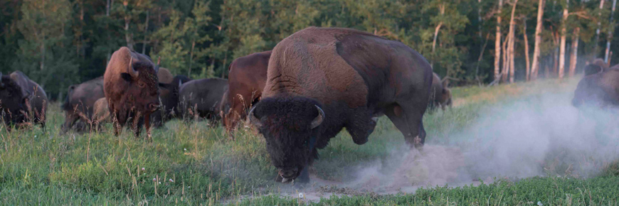 bisons