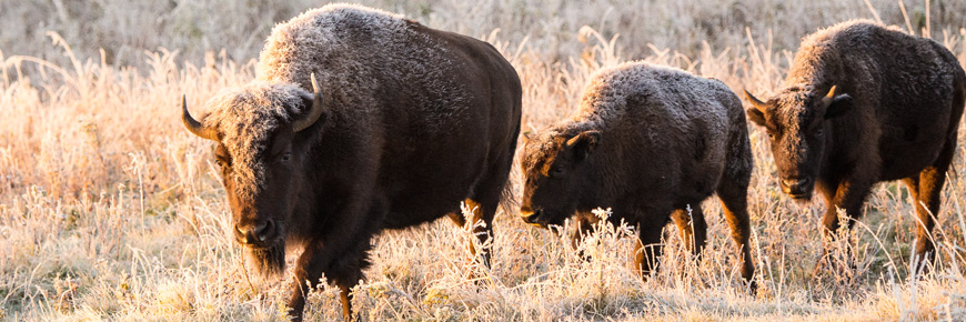 Three bison with frost on their backs walk through tall grass in the early light of dawn. 