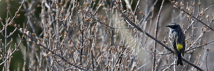 A yellow-rumped warbler sits on a willow branch. 