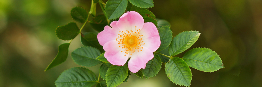 A close up image of a wild rose 