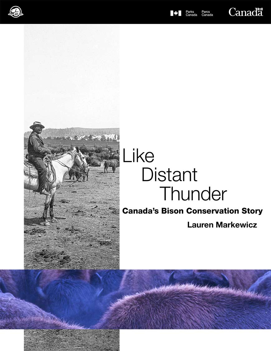 Historical photograph of older cowboy on a white horse in a corral with a bison herd.