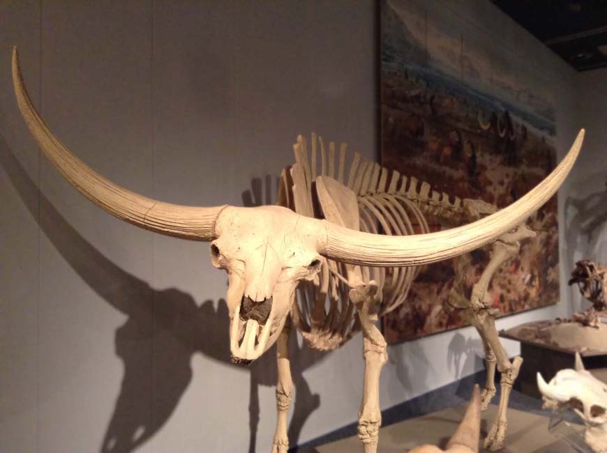 A bison skeleton with incredibly long horns.