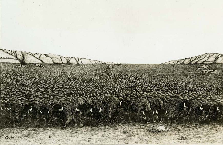 Esquisse d’une immense harde de bisons remplissant une vallée entière.