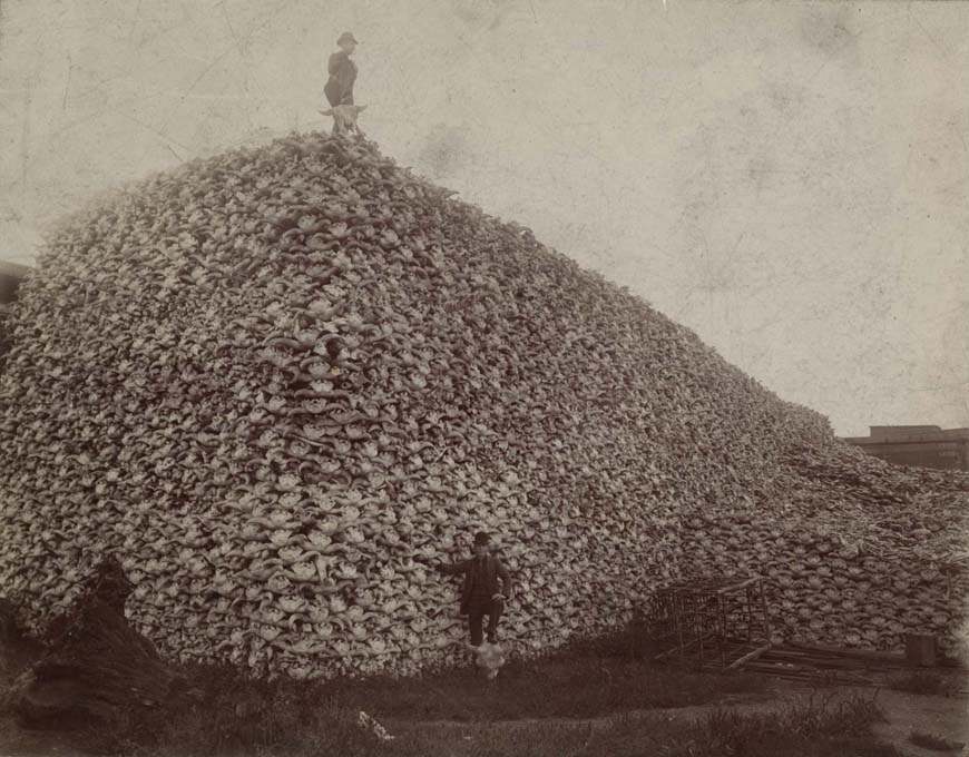 A massive pile of bison skulls and bones with two men posing for scale. The pile of bones is taller than two storeys.