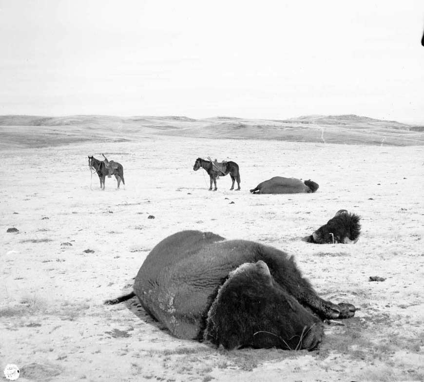 Two large bison carcasses and a decapitated bison head lying in a snowy field. Two horses with guns strapped to their saddles stand behind the bison.
