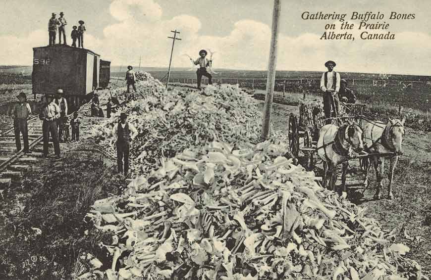 A group of men standing around large piles of bones being loaded into a train car. 