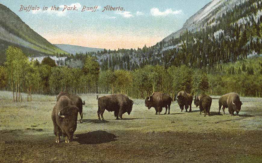 Hand-coloured historical photograph of seven bison bulls in a field surrounded by mountains.