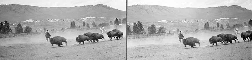 Historical stereograph of a pair of cowboys on horseback chasing a group of seven bison bulls in a corral. 