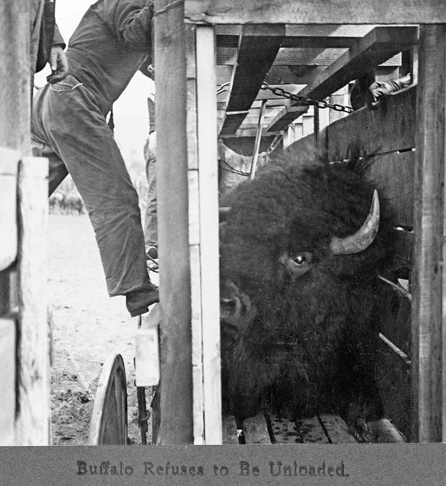 Gros bison mâle dans un étroit chariot en bois. Plusieurs hommes sont grimpés sur l’extérieur du chariot et regardent l’animal.