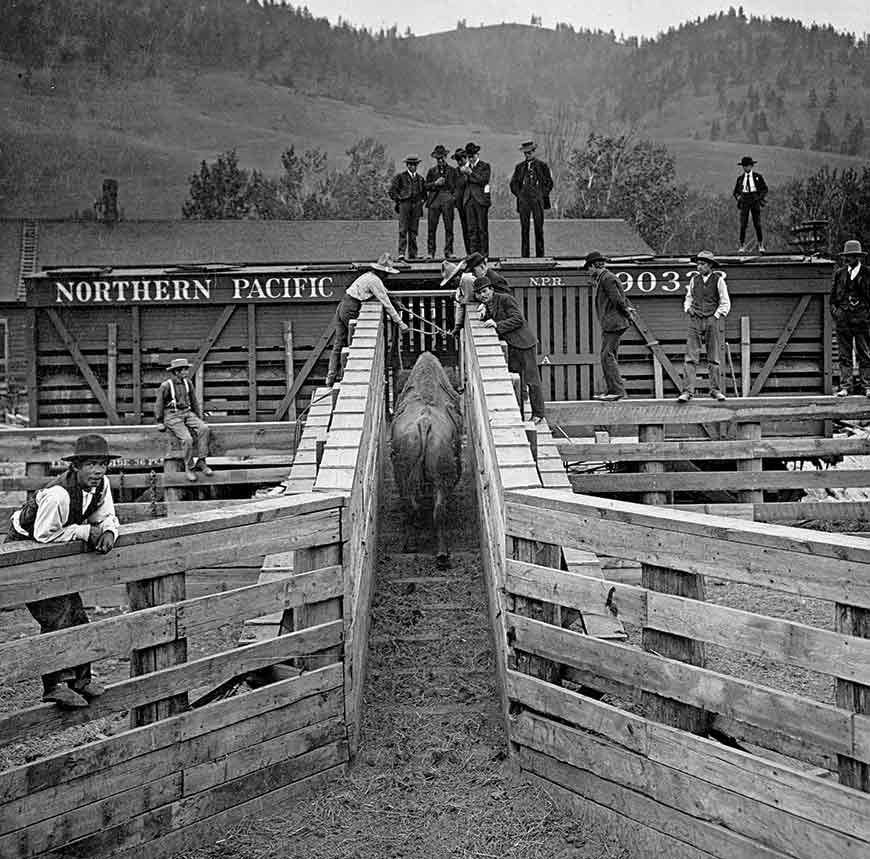 Historical stereograph of a bison bull running through a narrow wooden passage onto a train car as men watch