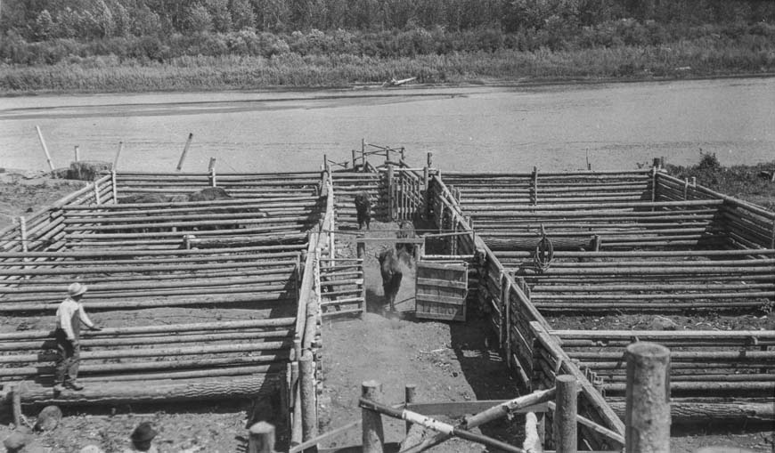 A series of wooden corrals next to a river with bison running through them.