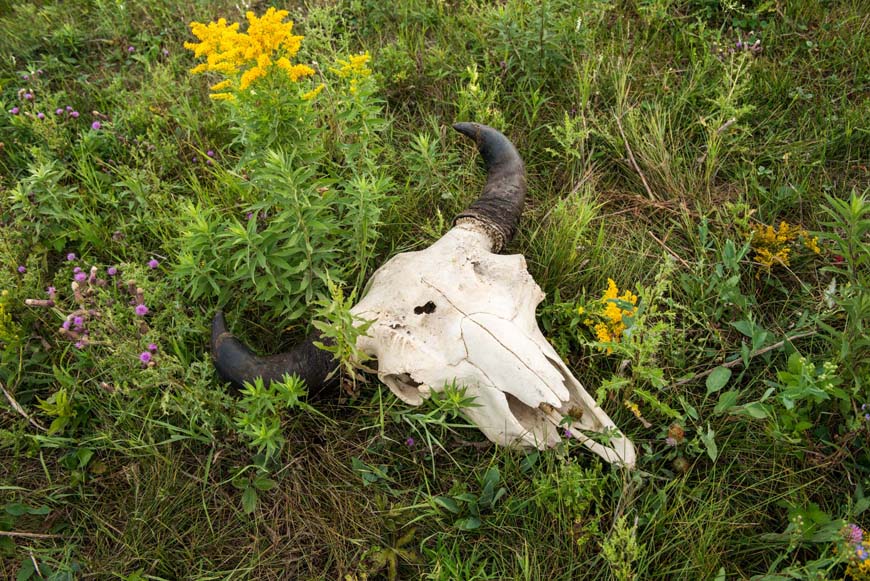 Crâne de bison sur le sol parmi des plantes à fleurs.