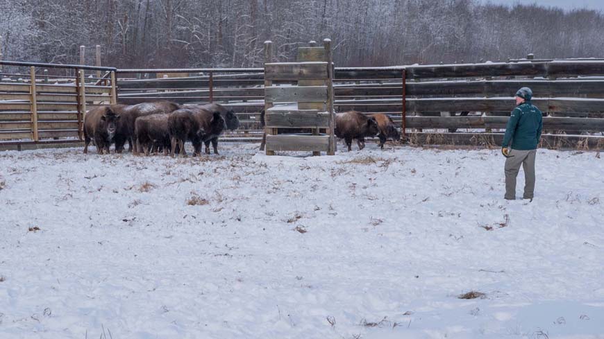 A man in Parks Canada uniform standing in a corral facing a small group of eight yearling bison.