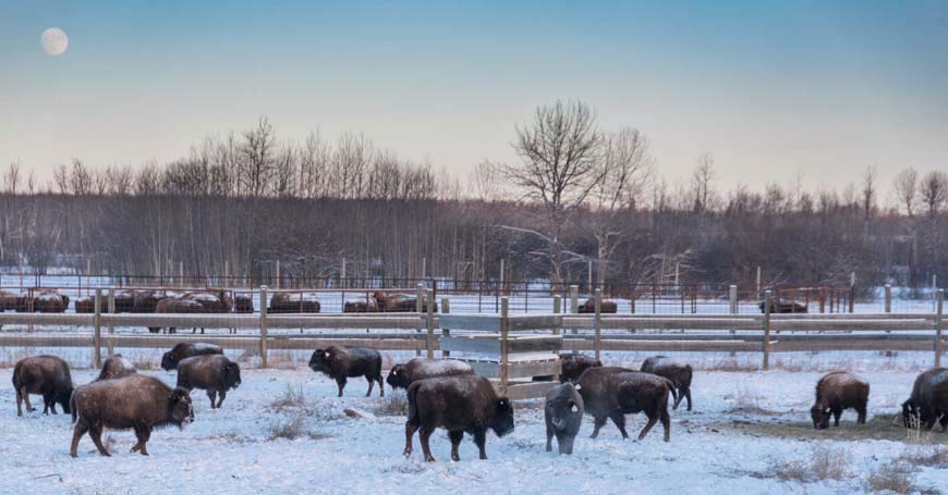 Two groups of bison with ear tags standing in a series of snowy corrals. 