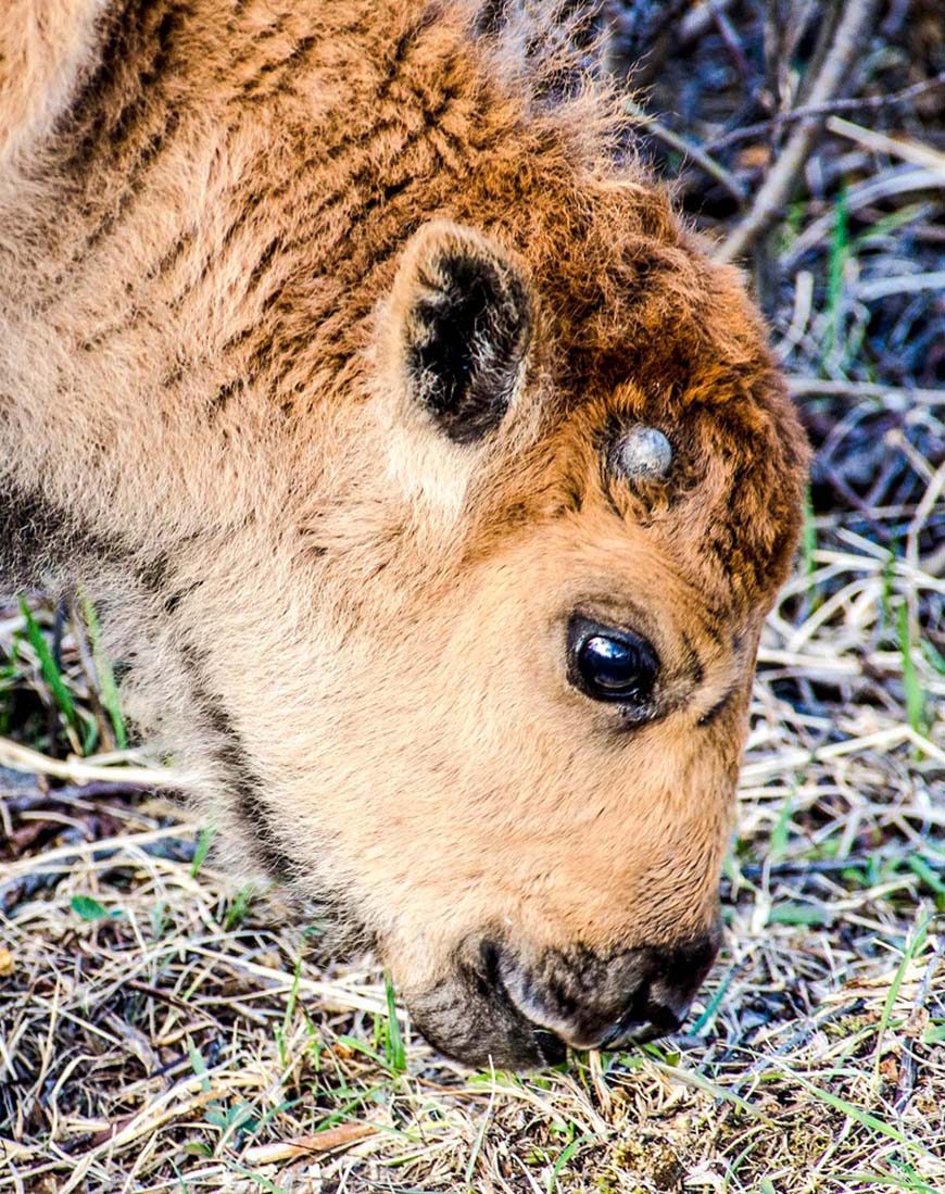 Photographie en gros plan de la tête d’un très jeune bisonneau.