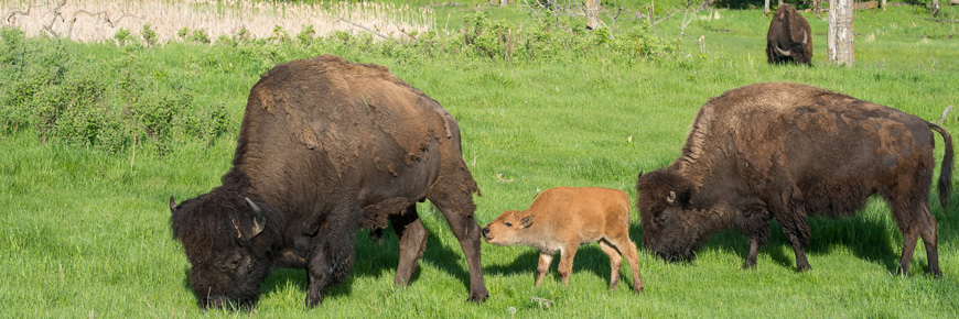 Two cow bison graze while a little red calf sniffs at its mother’s leg. 