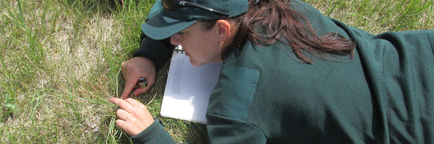 Une employée du parc, couchée sur le sol, regarde l’herbe de près. 