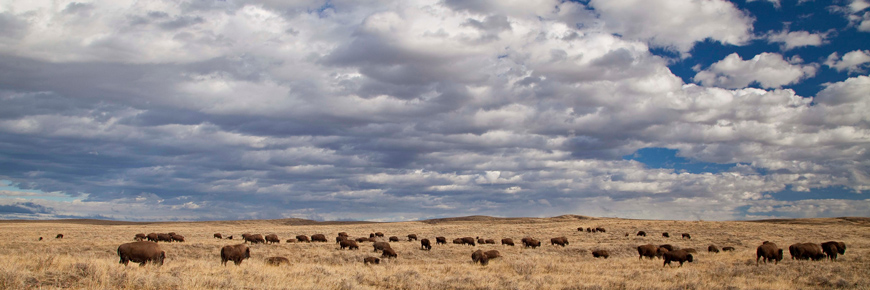 A large herd of plains bison roaming free on the American Prairie Reserve in Montana, USA. 
