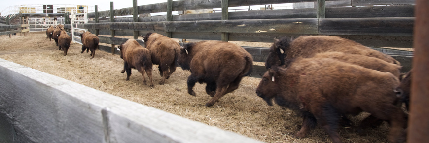 Plains bison calves running down an alleyway in the plains bison handling facility at Elk Island National Park. 