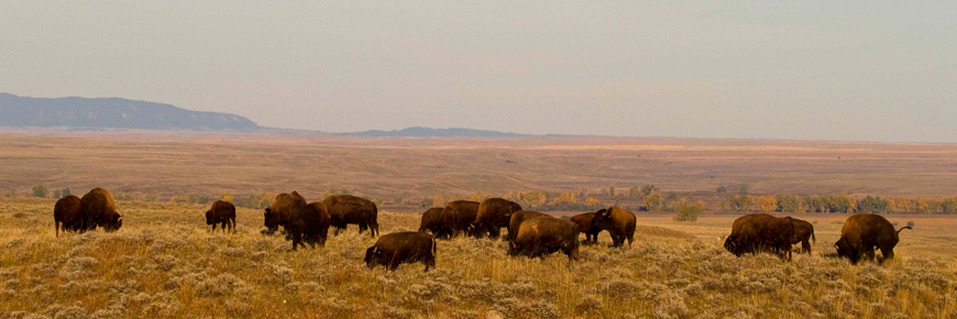 Plains Bison from Elk Island National Park roaming free in Montana on the American Prairie Reserve. 