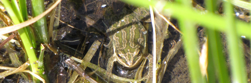 Rainette faux-grillon boréale se chauffant au soleil en eau peu profonde. 