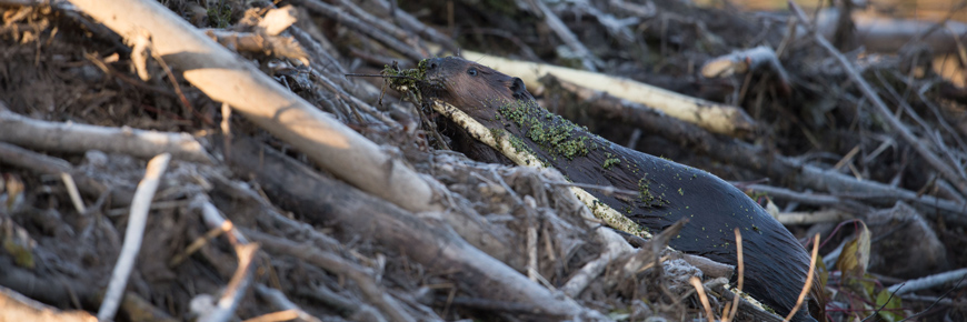 A beaver carries mud up the side of its lodge. 